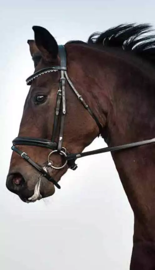 Catago Brilliant trense